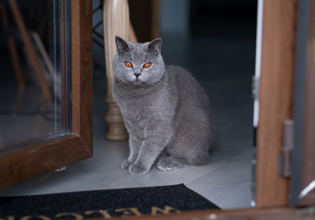 A beautiful gray British cat peeks out from behind the doors to the verandaの写真素材
