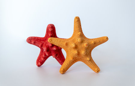 Starfish on a white background, Two starfish isolated on white background