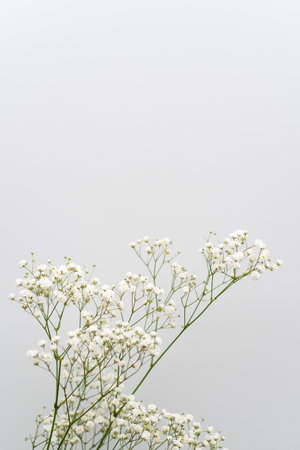 Light background with empty space and flower leaves, place for textの写真素材