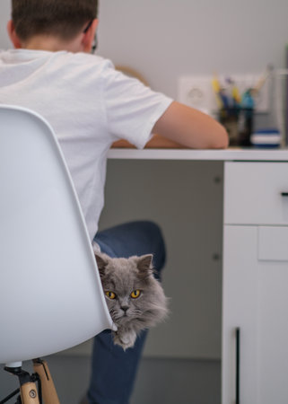 A cat is sitting on a chair behind a person who is sitting at a desk. The cat is looking at the camera with a curious expression. The scene is casual and relaxedの写真素材