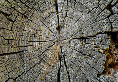 Texture of the oak stump, background top view, Round cut down tree with annual rings, Old Wood...