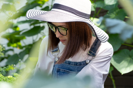 Friendly woman harvesting fresh vegetables from the greenhouse gardenの写真素材