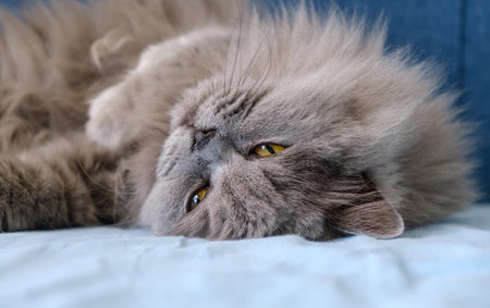 A cat is laying on a blue bed. The cat has a long tail and is looking at the cameraの写真素材