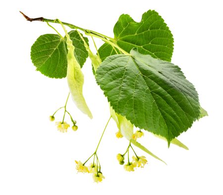 Linden flower branch with leaves closeup on a white. Isolated.の写真素材
