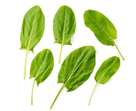 Doctor sausage cut into pieces on a white. The view of the top.の写真素材