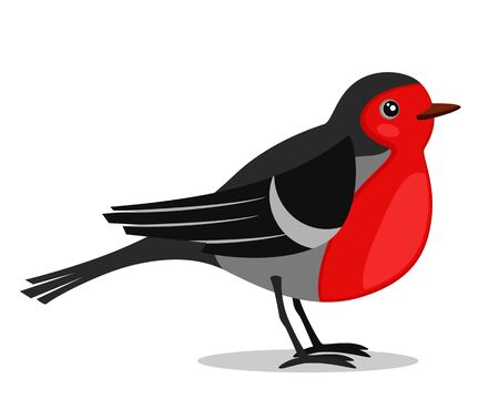 Bullfinch bird with red belly on a white. Isolatedの写真素材