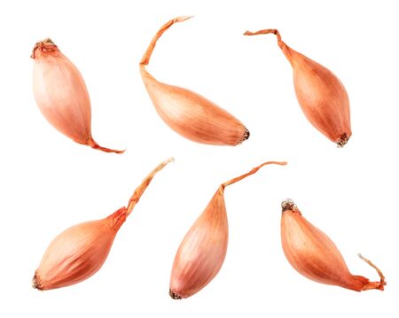 Onion seedlings set on a white background. The view from topの写真素材