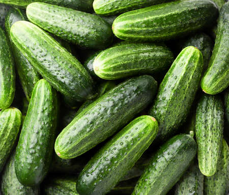 Fresh cucumbers close-up, background of cucumbers. The view from top