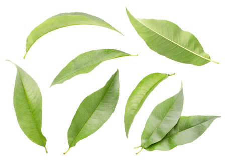 Peach leaves set closeup on a white background. Isolatedの写真素材