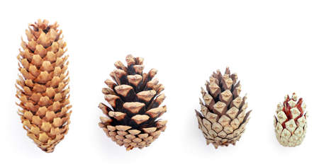 Collection of cones tree close up on white background, isolated. The view from topの写真素材