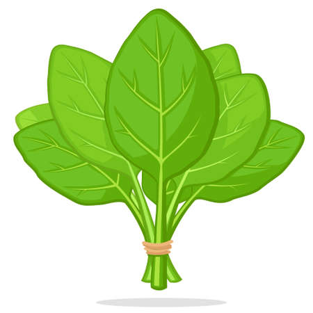 Spinach leaves tied in a bunch fly on a white backgroundのイラスト素材