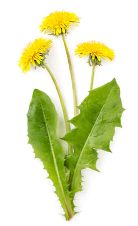 Bouquet of yellow dandelion flowers and green leaves close-up on a white background. Isolatedの写真素材