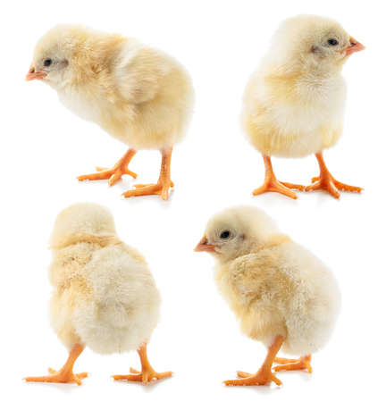 Collection of yellow chickens close-up on a white background. Isolated