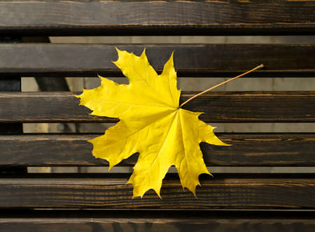 Autumn leaf on a bench close-up, background. Autumn backgroundの写真素材