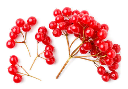 Viburnum branches set close-up on a white background. Top viewの写真素材