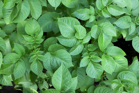 Potato leaves close-up, background. Top viewの写真素材