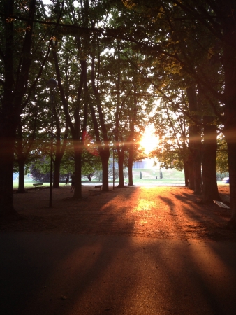 sunlight through the treesの素材