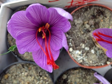 Purple flower saffronの素材