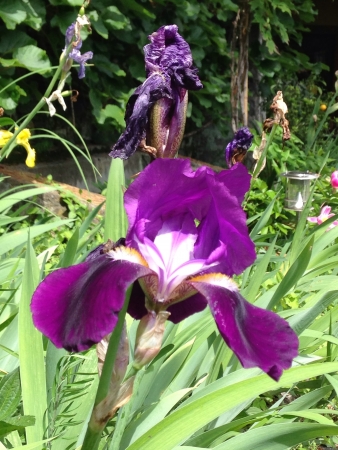 Purple flower in the gardenの素材