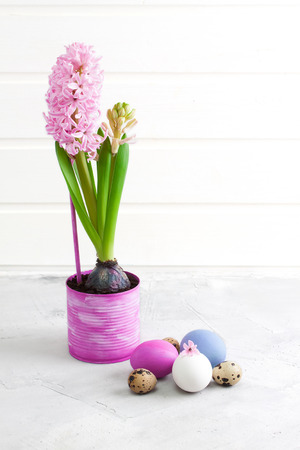 Pink hyacinth in metallic pink pot and easter quail eggs on grey concrete background.Concept gardening, growing up, bloom. Place for copyspace.の写真素材