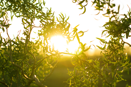 Willow branch with green small leaves over sunlight. Nature scene, abstract and blurred.の写真素材