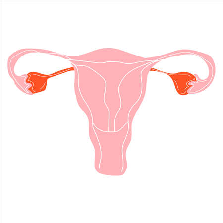 Women uterus and ovary icon isolated on white backgroundのイラスト素材