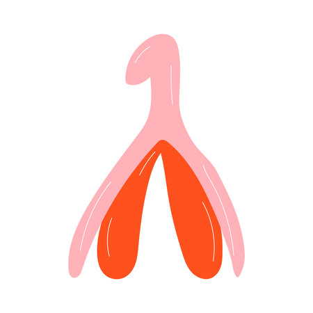 reproductive system of the clitoris. Clitoral glans.Feminism theme and female genital organs. vector in cartoon style.のイラスト素材