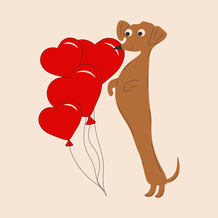 Dachshund dog decorates a balloons in the shape of a heart on white backgroundのイラスト素材