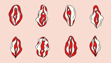 Set of Beauty female reproductive system. Vulva. Illustrator a vagina. Vector in hand drawnのイラスト素材
