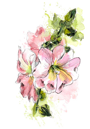 Pink hibiscus, watercolor illustrationの写真素材