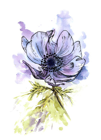 Anemone flower, watercolor illustration, sketch. Postcard, print, stickerの写真素材