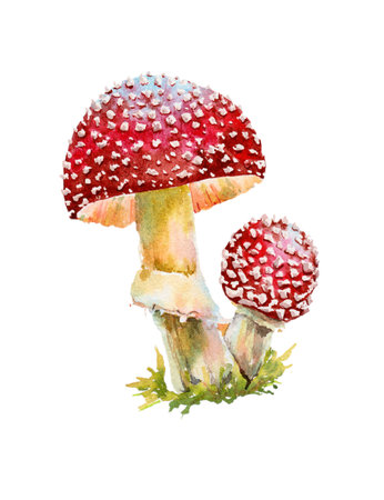 From the life of mushrooms, fly agaric mushrooms, poisonous mushrooms. Watercolor illustration, print, sticker, nature studyの写真素材