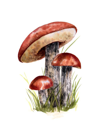 From the life of mushrooms, boletus scaber, edible mushrooms. Watercolor illustration, print, sticker, nature studyの写真素材