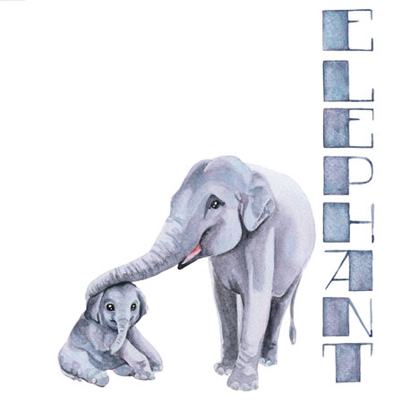 Elephant family, watercolor illustration. Names of animals, pictures for alphabet blocks, for learning the alphabet, postcard, stickerの写真素材