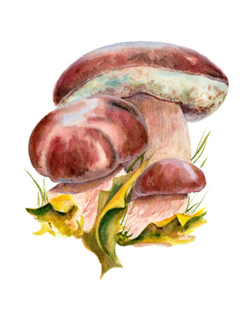 From the life of mushrooms, boletus mushrooms, edible mushrooms. Watercolor illustration, print, sticker, nature studyの写真素材