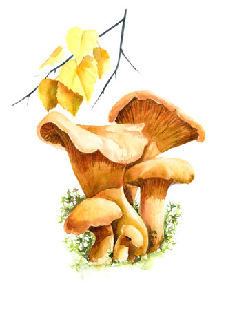 From the life of mushrooms, chanterelle mushrooms, edible mushrooms. Watercolor illustration, print, sticker, nature studyの写真素材