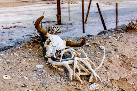 Animal skull in the sand near Bombay Beach, Salton Sea, California, United States.の写真素材