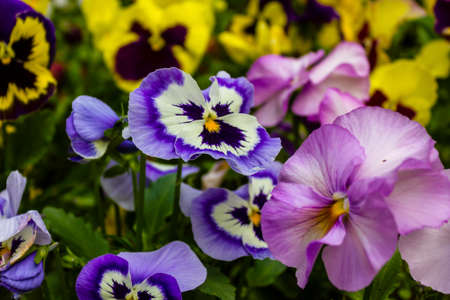 Pansy flowers in the garden.の写真素材