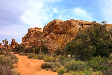 Beautiful landscape view of boulders, trees, cactuses from the hiking trail in Joshua Tree National Park, California, USA.の写真素材