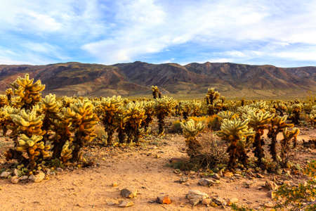 Cholla cactus, or Jumping Cholla, in the Cactus Garden area, Joshua Tree National Park, California, USA.の写真素材