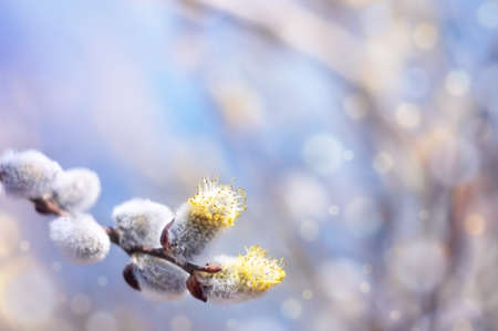 a spring background with flowering willow branches against the blue sky in the sunlight. Easter days