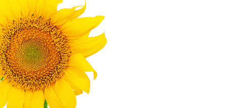 yellow sunflower flower close-up on an isolated white background with space for textの写真素材