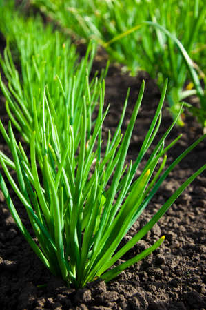 young green onions grow on a bed in a row, vegetable garden, agricultureの写真素材