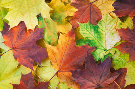 autumn, a background of fallen multi-colored maple leaves lie on the grassの写真素材