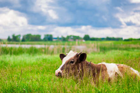 a young cow in a pasture lies on green grass under the sunの写真素材