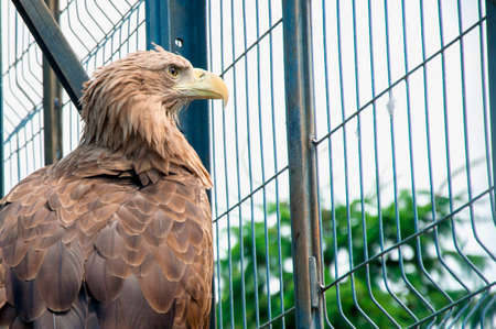 bird eagle is in the European zoo, people careの写真素材