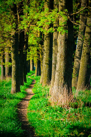 a path trodden by people and animals leading to the forestの写真素材