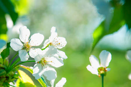 cherry blossom tree, many flowers, spring background