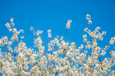 spring flowering of the cherry tree against the blue skyの写真素材