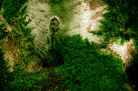 green moss on a tree in the forest near the mountains, wildlife